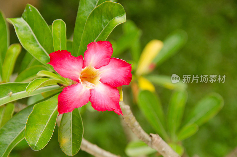 肥肥Adenium obesum的开花